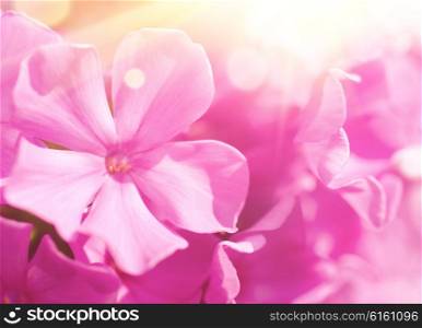Phlox flower with lens flare and blurred background. Phlox flower background