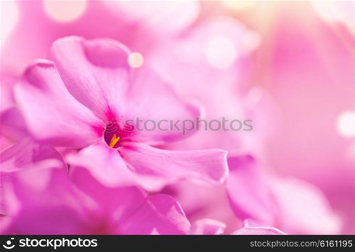 Phlox flower with lens flare and blurred background. Phlox flower macro