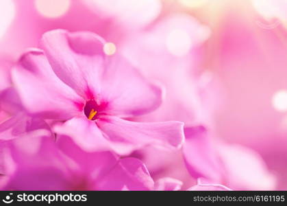 Phlox flower with lens flare and blurred background. Phlox flower macro