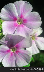 Phlox flowers in the garden