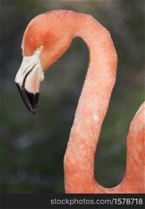 Phoenicopterus ruber, Caribbean Flamingo or Red Flamingo