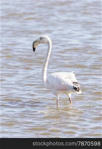 phoenicopterus ruber, greater flamingo looking for food under water