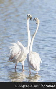 phoenicopterus ruber, greater flamingo looking for food under water