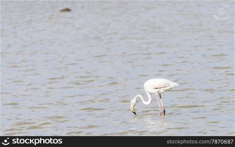 phoenicopterus ruber, greater flamingo looking for food under water