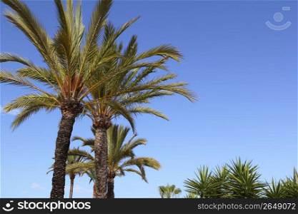 phoenix canariensis palm trees blue sky in mediterranean Spain