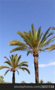 phoenix canariensis palm trees blue sky in mediterranean Spain