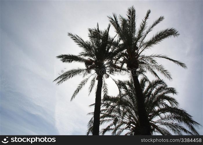 Phoenix Dactilyfera Palmtrees