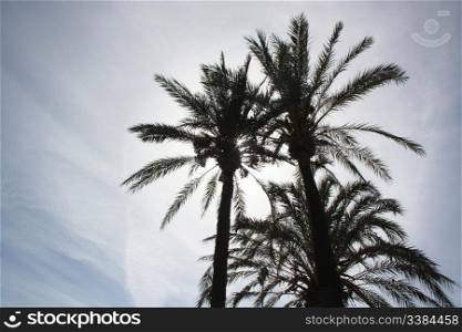 Phoenix Dactilyfera Palmtrees