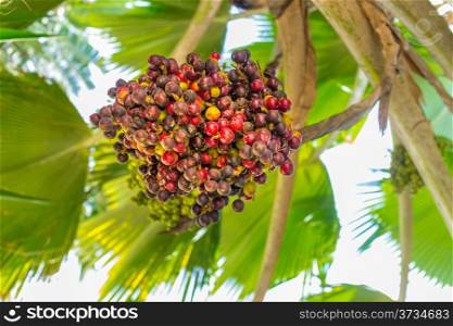 Phoenix dactylifera, also known as date palm, bearing edible sweet fruit.