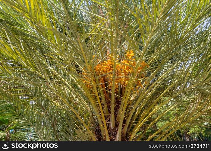 Phoenix dactylifera, also known as date palm, bearing edible sweet fruit.