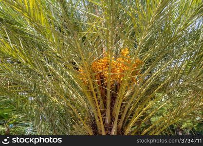 Phoenix dactylifera, also known as date palm, bearing edible sweet fruit.