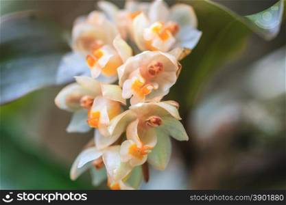 Pholidota articulata Rare species wild orchids in forest of Thailand, This was shoot in the wild nature