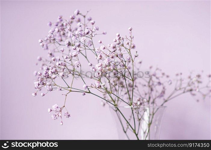 phone background, flowers, gypsophila twig, souvenir, present, white background, text space, gypsophila, vase, glass stand, glass vase. Purple gypsophila flowers stand in a vase on a lilac background