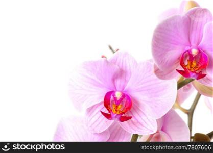 Photo beautiful orchid Phalaenopsis ANNAPOLIS on white background