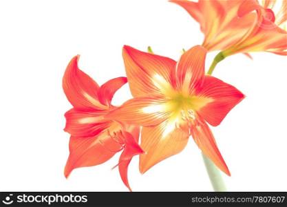 Photo beautiful red lily flowers on white background