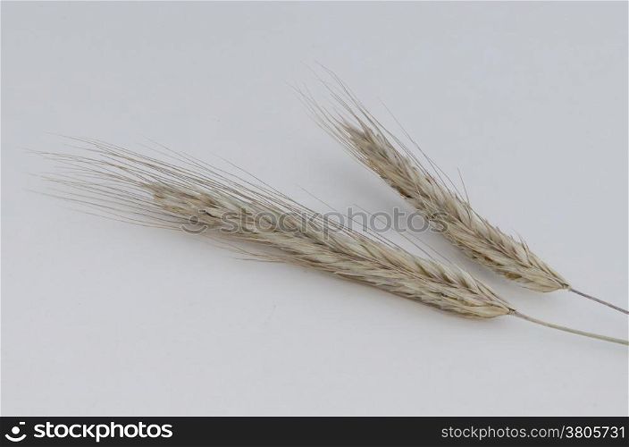 Photo close up of ear wheat with ripe grain.