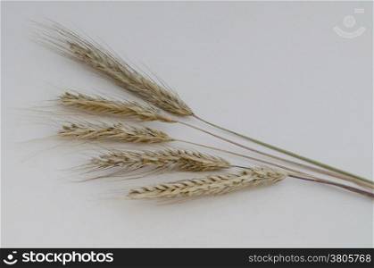 Photo close up of ear wheat with ripe grain.