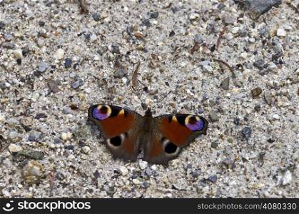 Photo clous up of Nymphalis io butterfly