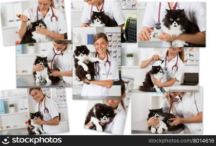 Photo collage of a veterinary clinic with their Persian cat