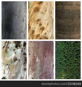 Photo collage of exotic wood trunks and textures