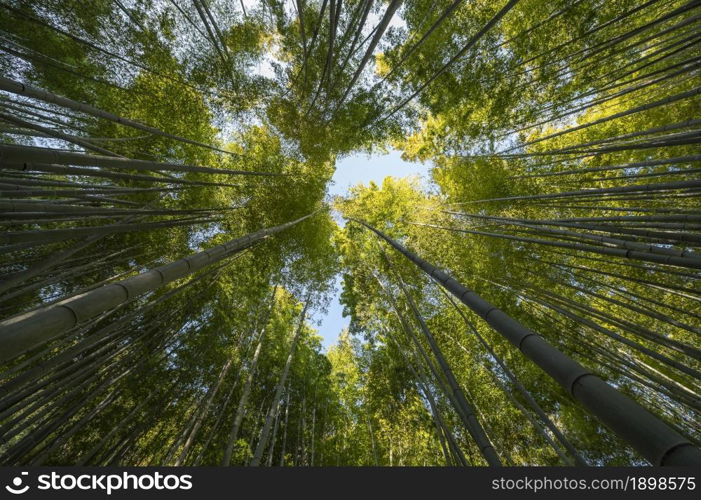 Photo Forest with trees close up. Resolution and high quality beautiful photo. Photo Forest with trees close up. High quality beautiful photo concept