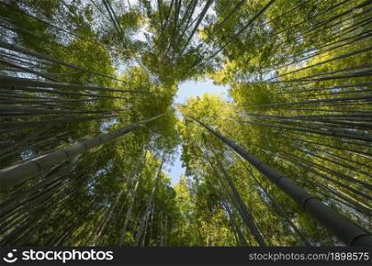 Photo Forest with trees close up. Resolution and high quality beautiful photo. Photo Forest with trees close up. High quality beautiful photo concept