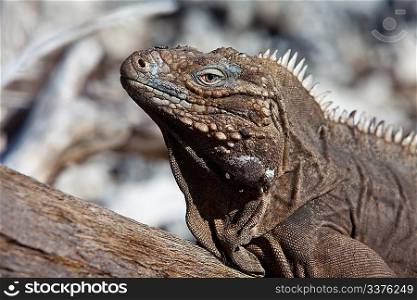Photo - iguana on island in the Caribbean sea