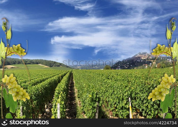 photo montages of vines and grapes for wine grapes and the wines of France