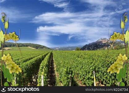 photo montages of vines and grapes for wine grapes and the wines of France