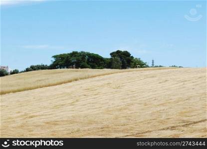 photo of a beautiful wheat field after harvest