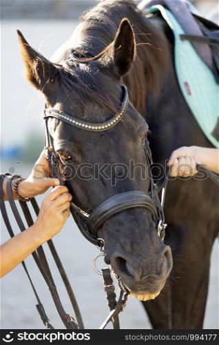 photo of a black stallion with bridle
