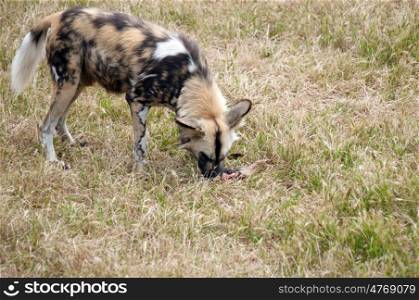photo of a cape hunting dog eating meat