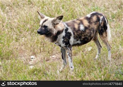 photo of a cape hunting dog eating meat