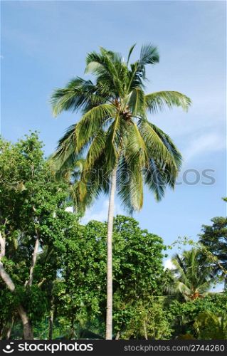 photo of a coconut palm tree against blue sky background