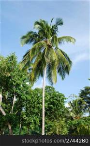 photo of a coconut palm tree against blue sky background