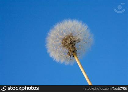 photo of a dandelion a over blue sky
