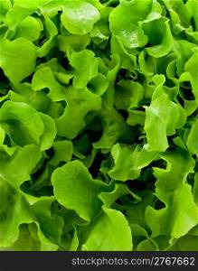 photo of a delicious fresh green salad pattern background