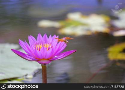 photo of a dragonfly on beautiful lotus flower