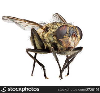 Photo of a fly close up on the white