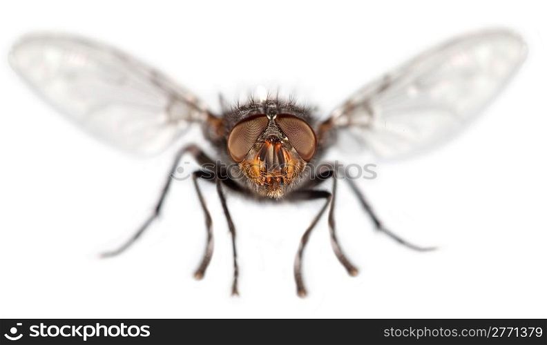 Photo of a fly close up on the white