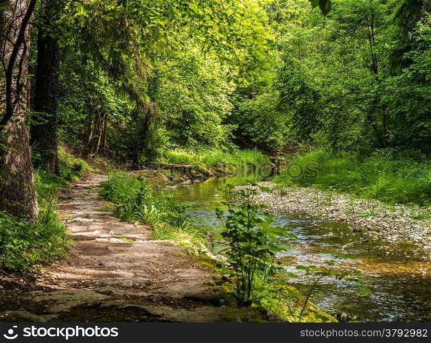 Photo of a footpath and stream running through a forest.