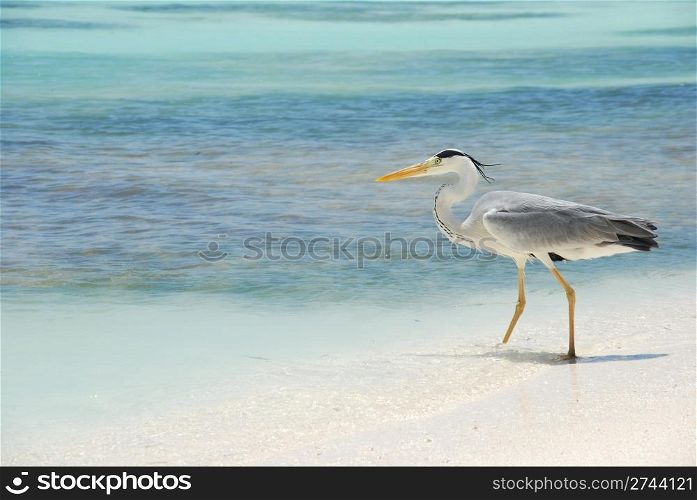 photo of a Heron entering the ocean on a maldivian island