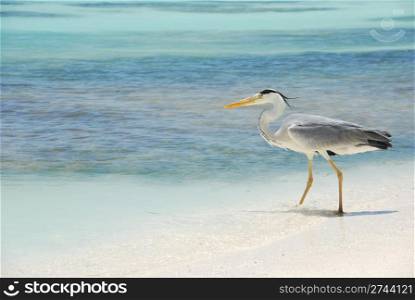 photo of a Heron entering the ocean on a maldivian island