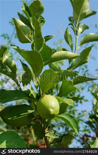 photo of a lemon tree branch with a green lemon
