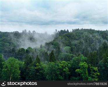 Photo of a misty forest with overcast sky.