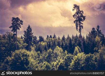 Photo of a moody sky over a thick forest in the early evening.