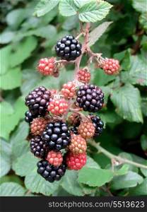 Photo of a mulberry tree with ripe berries