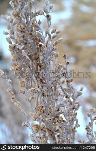 Photo of a Plant in Winter