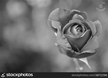 photo of a rosebud with a bokeh background