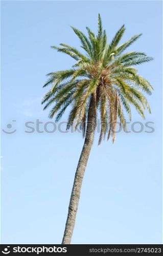 photo of a single palm tree (sky background)
